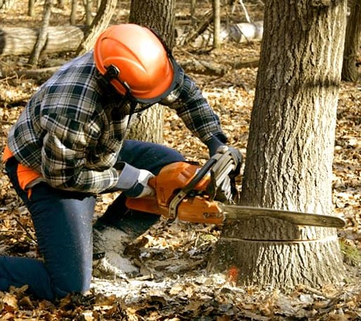 Tree Removal in San Gregorio, CA